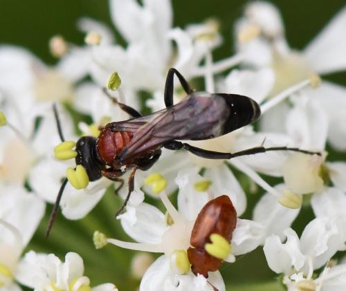 Réf. 287 487 : Harpactus laevis